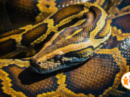 Arqueólogos revelan la forma de la serpiente antes de que Dios la maldijera en el Edén