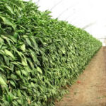 Cumplimiento Profético de Isaías: “El Desierto de Israel tiene Fuentes de Agua”