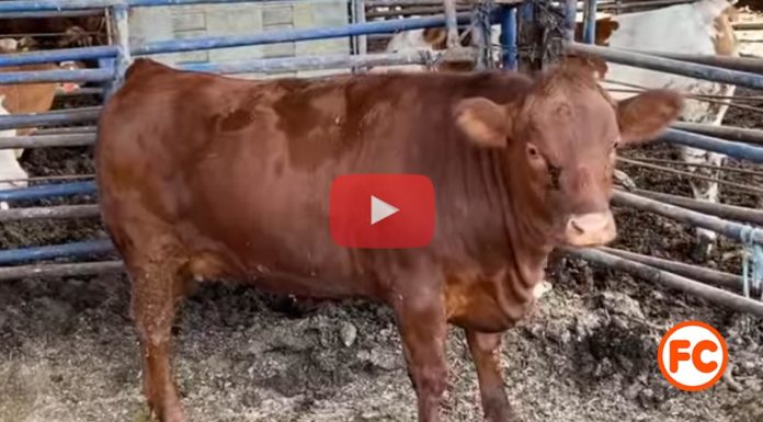 Rabinos confirman que está lista la novilla roja para ofrecer en el Tercer Templo